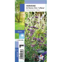 VERBENA bonariensis...