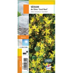 SEDUM tetractinum 'Coral...