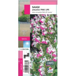 SALVIA microphylla Pink...