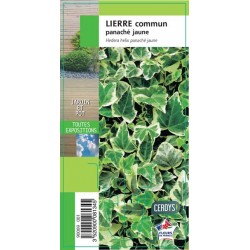 HEDERA Panache jaune jaune G8