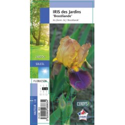 IRIS germanica...