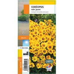 COREOPSIS nain jaune G8