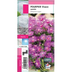 DELOSPERMA cooperi G8