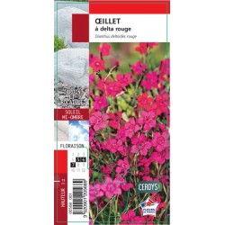 DIANTHUS deltoides G8