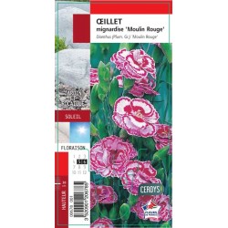DIANTHUS plumarius 'Moulin...