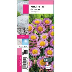 ERIGERON glaucus G8