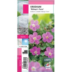 ERODIUM variabile 'Bishop's...