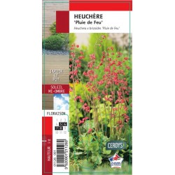 HEUCHERA brizoides 'Pluie...