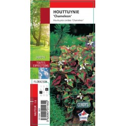 HOUTTUYNIA cordata...