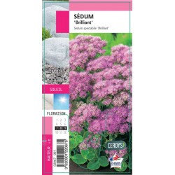 SEDUM spectabile...