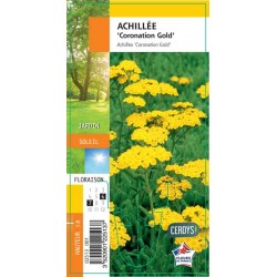 ACHILLEA 'Coronation Gold' G8