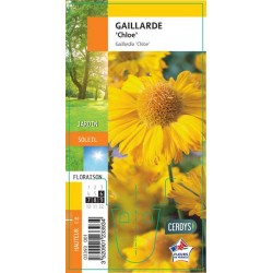 GAILLARDIA 'Chloe' G8