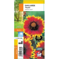 GAILLARDIA 'Royale' G8