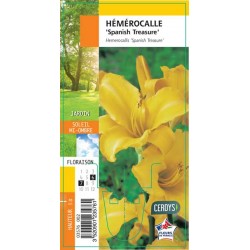 HEMEROCALLIS 'Spanish...