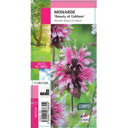 MONARDA 'Beauty Of Cobham' G8