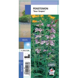 PENSTEMON 'Sour Grapes' G8