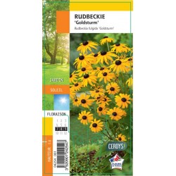 RUDBECKIA fulgida...
