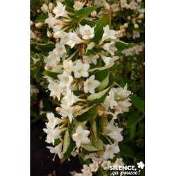 WEIGELA 'Snowflake' FF...