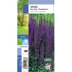 SALVIA nemorosa 'Caradonna' G8