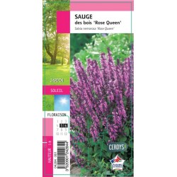 SALVIA nemorosa 'Rose...