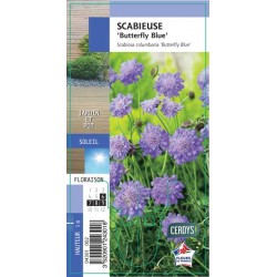 SCABIOSA columbaria...