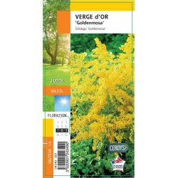 SOLIDAGO 'Goldenmosa' G8