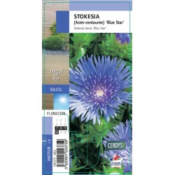 STOKESIA laevis 'Blue Star' G8