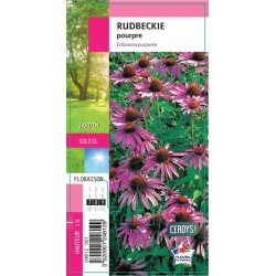 RUDBECKIA purpurea rose G8