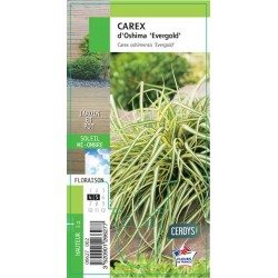 CAREX oshimensis 'Evergold' G8