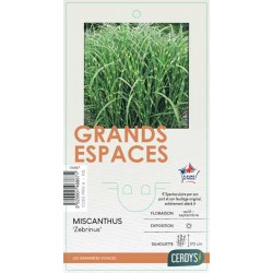 MISCANTHUS sinensis...