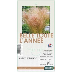 STIPA tenuissima C2L-RC