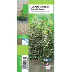 EUONYMUS fortunei 'Emerald...