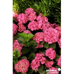 HYDRANGEA macrophylla...