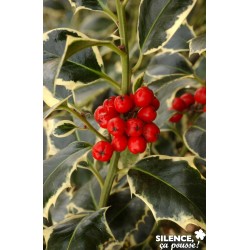 ILEX aquifolium 'Argentea...