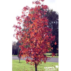 LIQUIDAMBAR styraciflua FF...