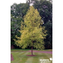 LIRIODENDRON tulipifera...