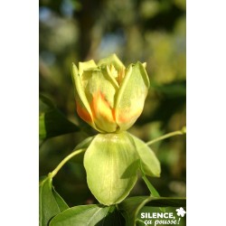 LIRIODENDRON tulipifera FF...