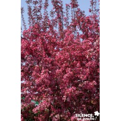 MALUS 'Royalty' FF QUEN C10L