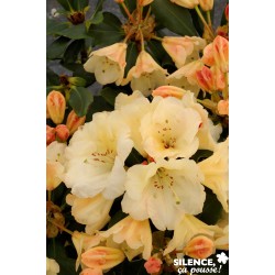 RHODODENDRON hybride...