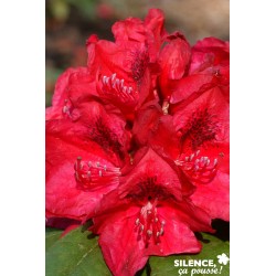 Rhododendron X Lord Roberts...