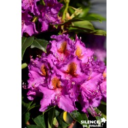 RHODODENDRON hybride 'Red...