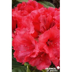 RHODODENDRON hybride 'Red...