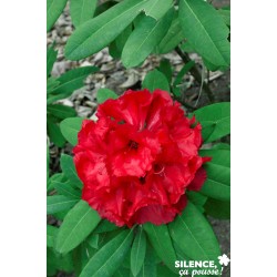 RHODODENDRON hybride...