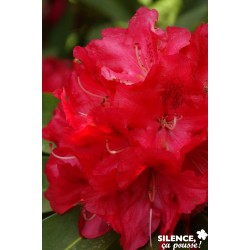 RHODODENDRON hybride...