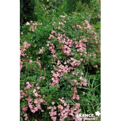 ROSIER PF 'The Fairy' FF C4.5L