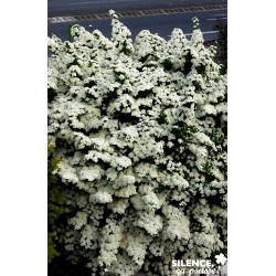 SPIRAEA nipponica...