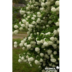VIBURNUM opulus 'Roseum' FF...
