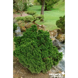 CHAMAECYPARIS obtusa 'Nana...