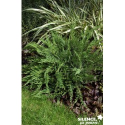 JUNIPERUS sabina...