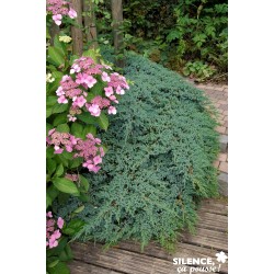 JUNIPERUS squamata 'Blue...